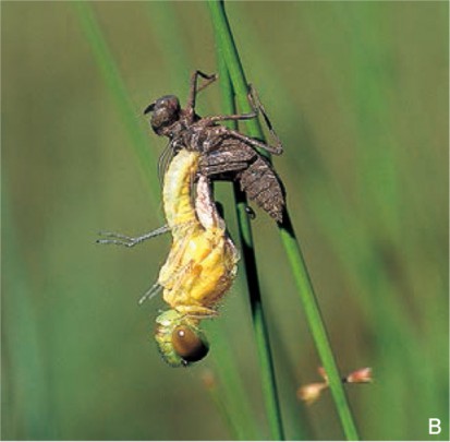 ヒメアカネの羽化。 アカネ属のトンボは羽化の途中で後ろへのけぞるような姿勢で一時的に休止しますが、直立するように休止する科もあります。