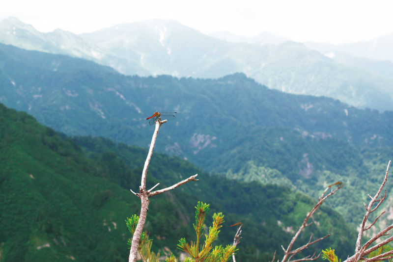 アキアカネは1000m以上の高地で夏を過ごす。