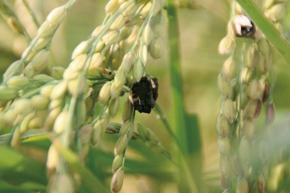 寺田本家の麹のもととなった稲麹。在来種につきやすく、稲麹が多くつく年は豊作とも言われる。