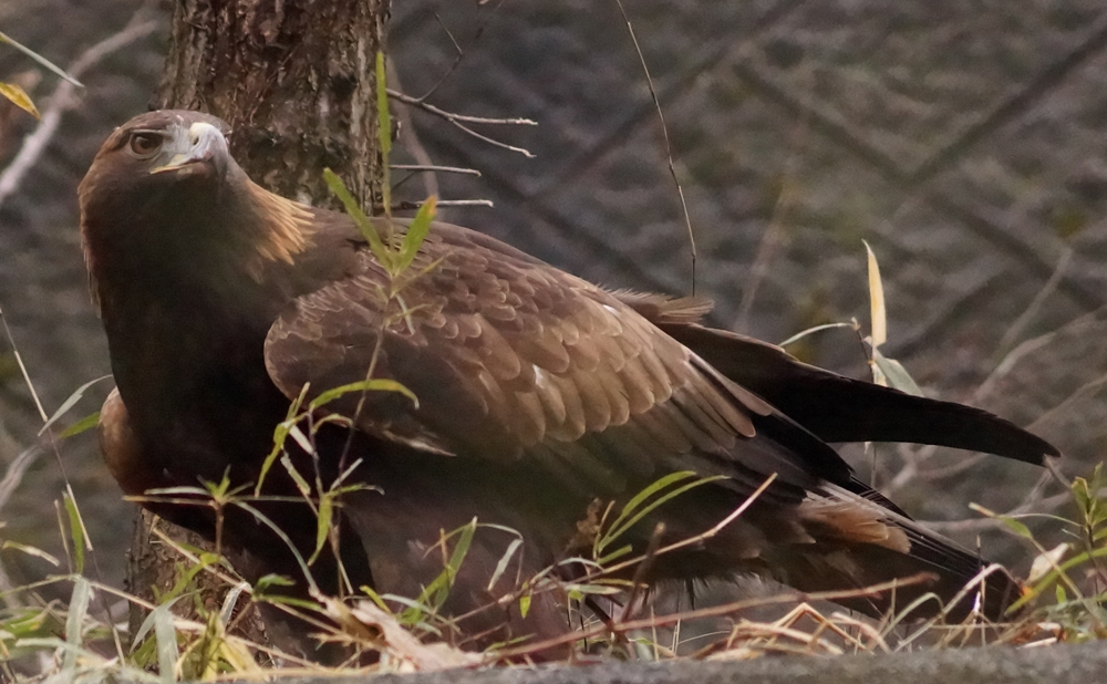 大空と森の王者 イヌワシって どんな鳥 しぜんもん